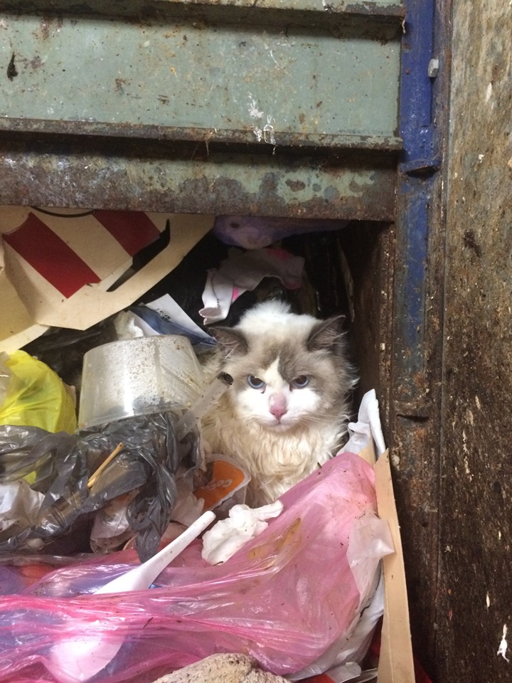 「RSPCA NSW」FB 圖片