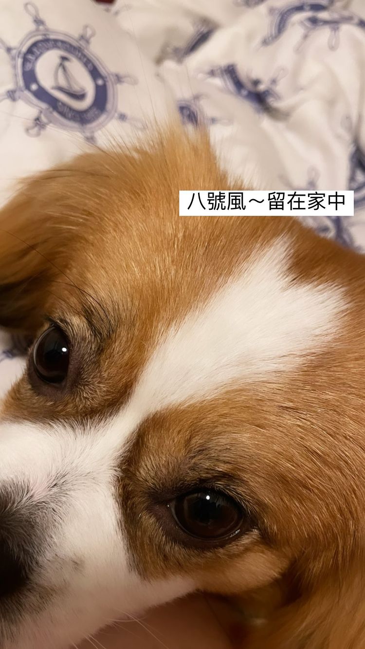 教文Anosn Lo都係留家陪吓愛犬。