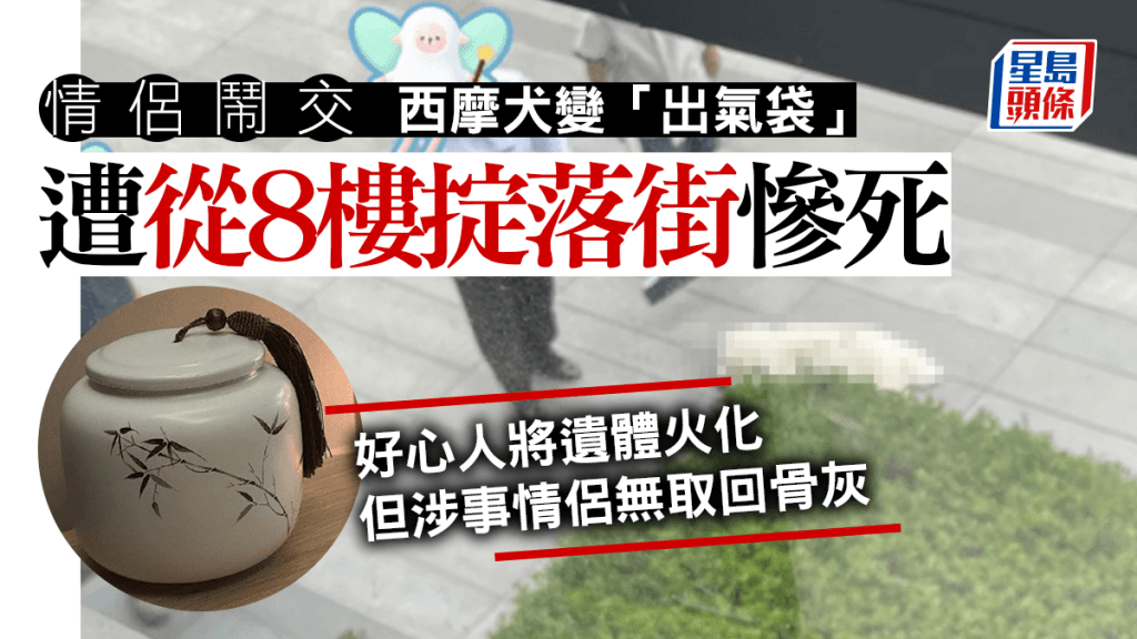 西摩犬被主人從8樓丟到街上,當場慘死。(互聯網)
