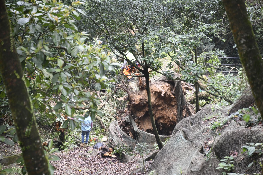 塌下的大树连根拔起，部分树干压向山顶缆车路轨。