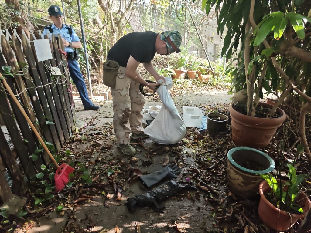 捕獲過程中,大蟒蛇疑似受驚,吐出已吞下肚的貓屍。黎志偉攝 捕獲過程中,大蟒蛇疑似受驚,吐出已吞下肚的貓屍。黎志偉攝
