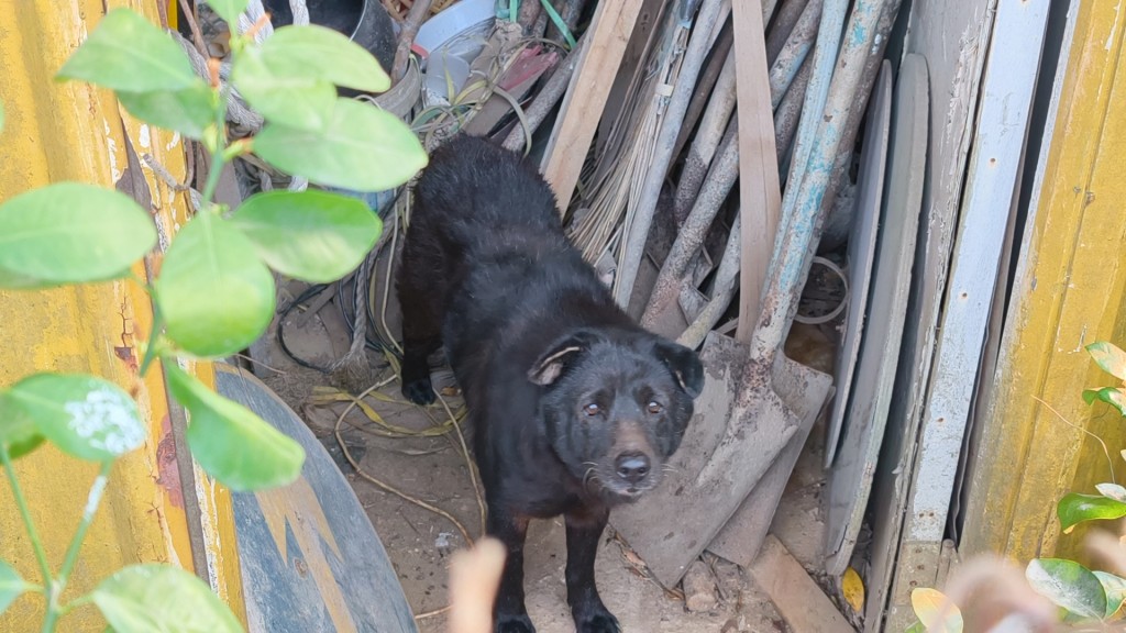 場內有一隻黑色唐狗尾巴有一個20厘米傷口。黃文威攝