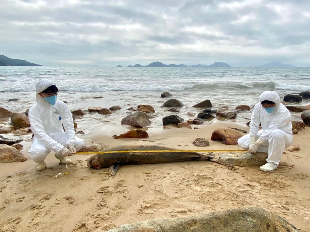 香港海洋公园保育基金公布一宗鲸豚搁浅个案，为本年度第6宗。香港海洋公园保育基金提供