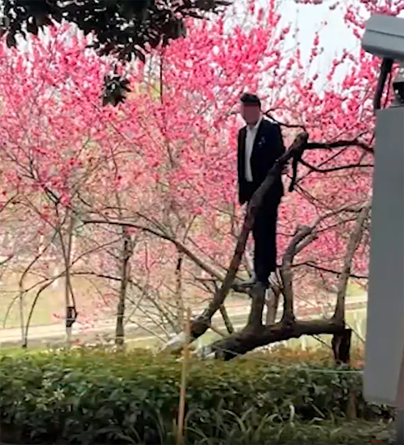 男子站在桃花樹上影相。 網片截圖