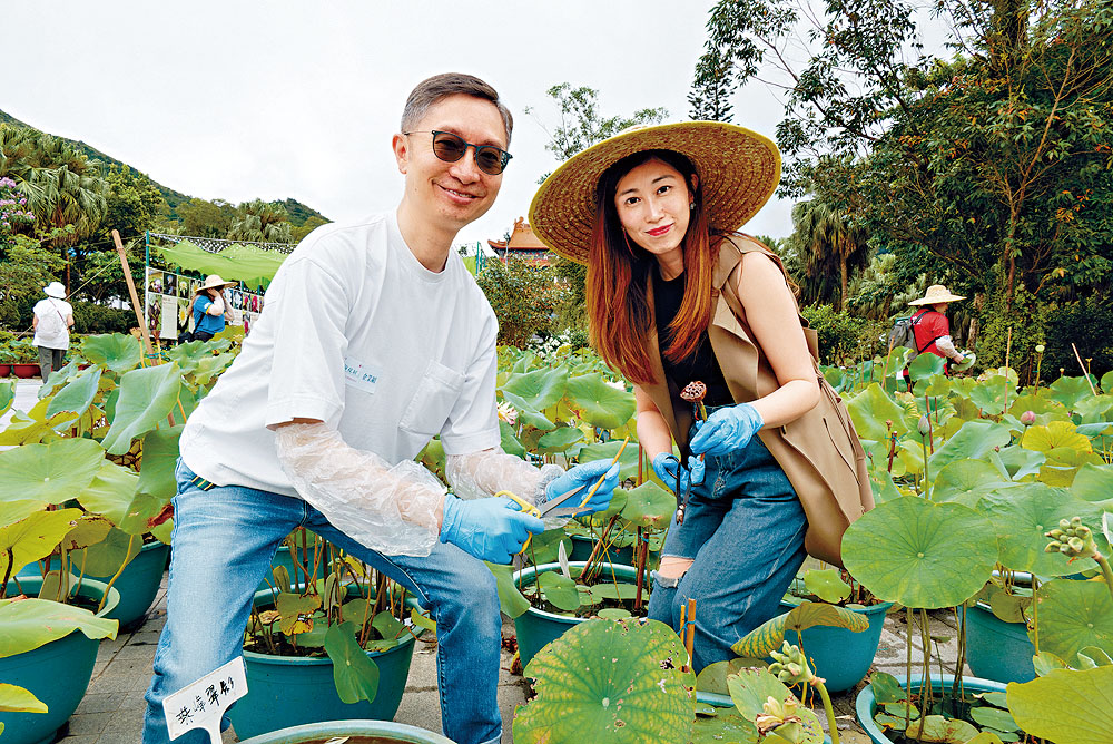 大家細心地挑選荷花盆中影響荷花生長的枯枝作出修剪。 大家細心地挑選荷花盆中影響荷花生長的枯枝作出修剪。