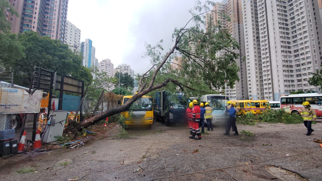 一棵12米高大樹在風雨中倒塌,壓落停車場內4部車輛。蔡楚輝攝 