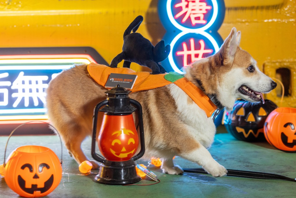 觀塘海濱「VESSEL 發現號01」將於10月27至28日（周五及六）一連兩晚舉辦「萬聖節寵物之夜」，市民可以帶同主子齊齊扮鬼扮馬參加派對。