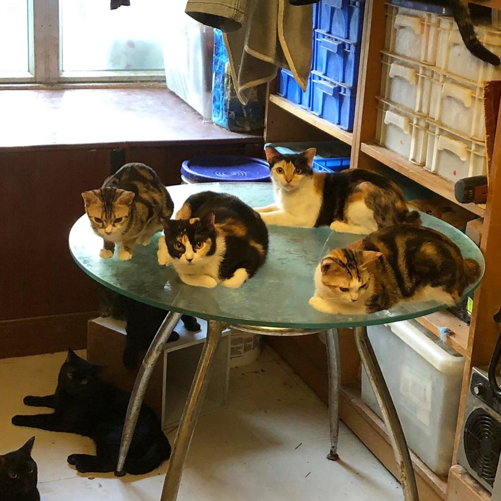 有居屋主人饲养近百只猫咪，传恶臭被邻居投诉。香港拯救猫狗协会FB