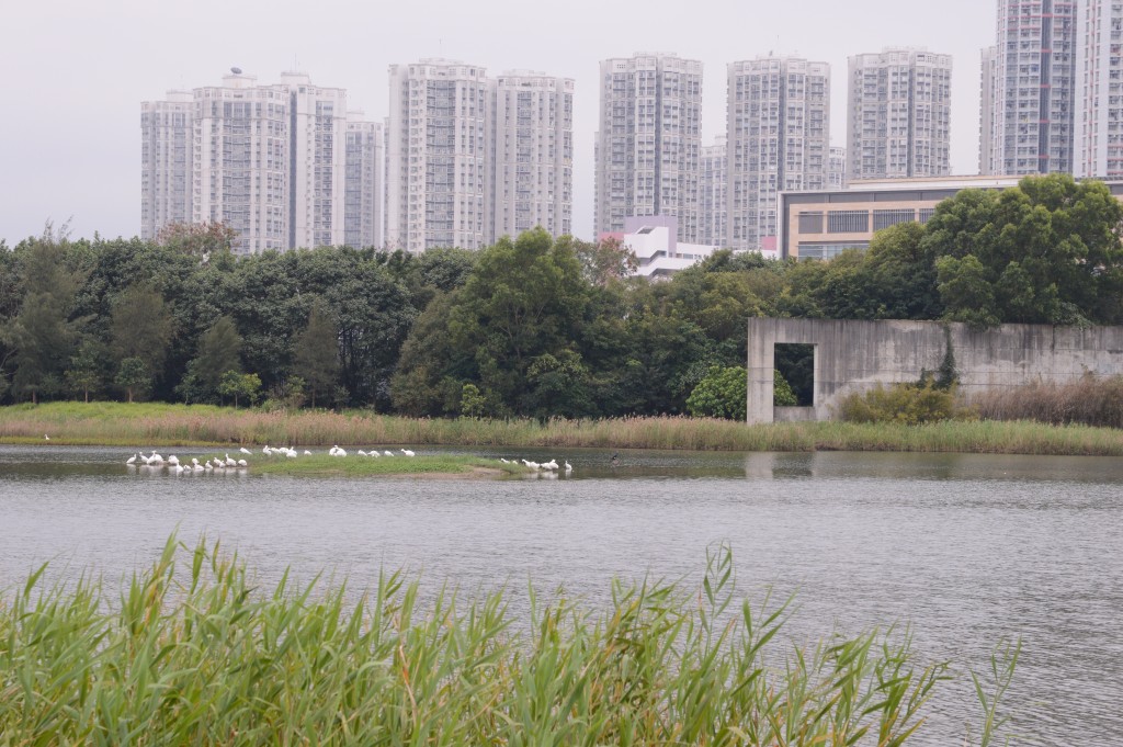 香港濕地公園在7月1日免費入場。資料圖片 