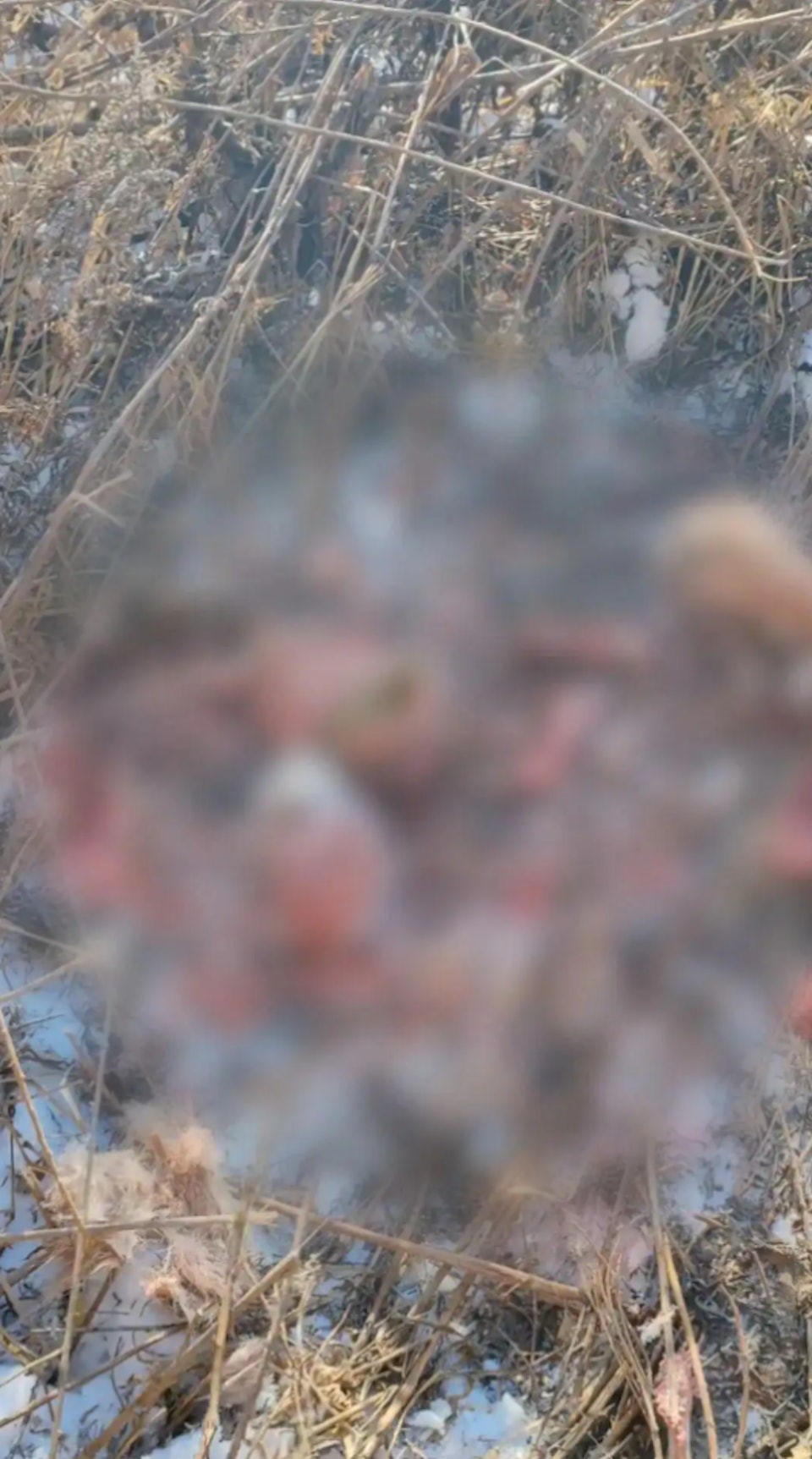 吉林有野生老虎闖入村內，叼走一隻家犬，只吃剩白骨。瀟湘晨報