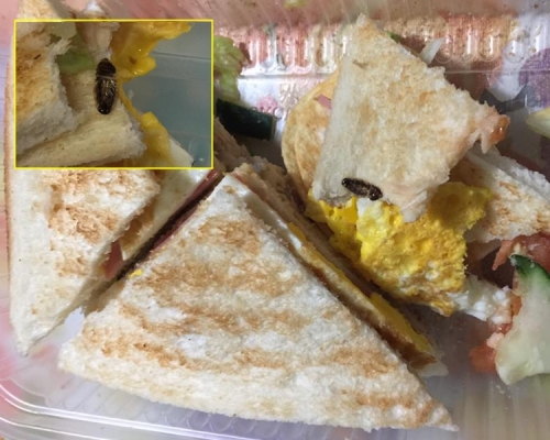 照片可見到一隻曱甴伏在麵包上。facebook