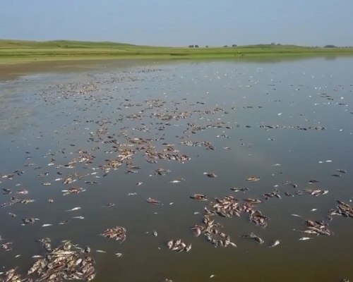 遼寧法庫縣持續高溫無雨，造成獾子洞水庫水位下降，水深不到30厘米，水溫達40度以上，水庫管理員稱這兩天約有20萬斤魚死亡，損失超過百萬。（網圖）