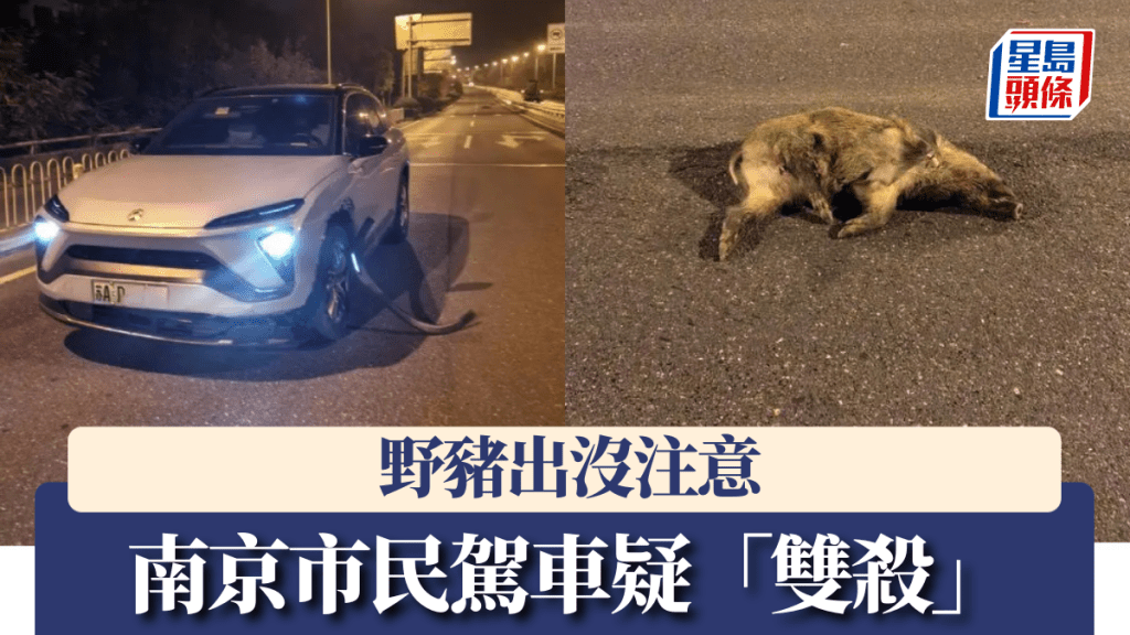 南京市民夜行開車返家，以為撞上石頭，怎料疑撞死兩野豬。