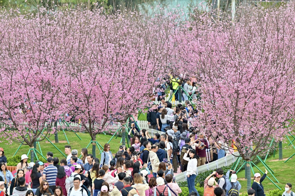 早前东涌樱花园内多棵樱花树绽放，吸引大批市民到场打卡拍照。资料图片