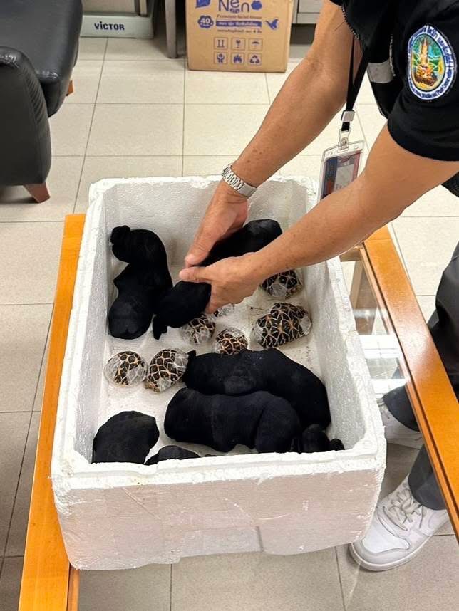 19歲台灣女子體態及步姿奇怪，圖帶30隻印度星龜離開泰國。 泰國國家公園、野生動植物保護部