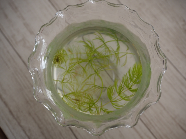大掃除必清家品6：沒有魚的魚缸內的水（圖片來源：PhotoAC）