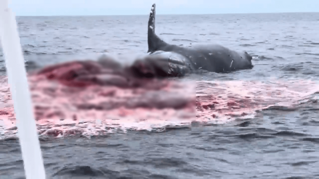鲸鱼内脏洒满海面