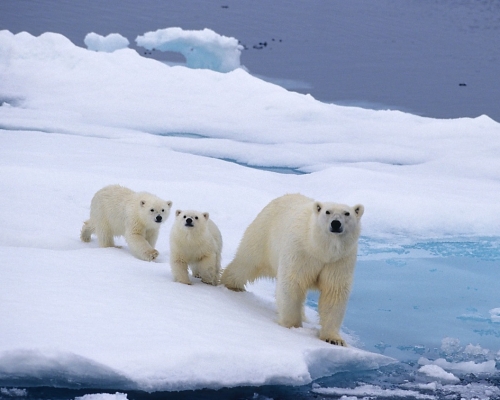 國際北極熊中心網頁圖片