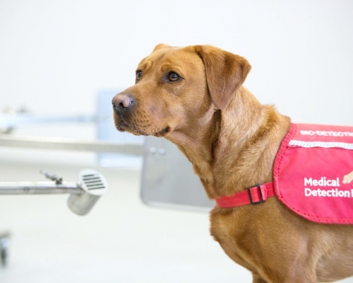 英國計畫利用偵測犬找出無症狀感染者。網圖