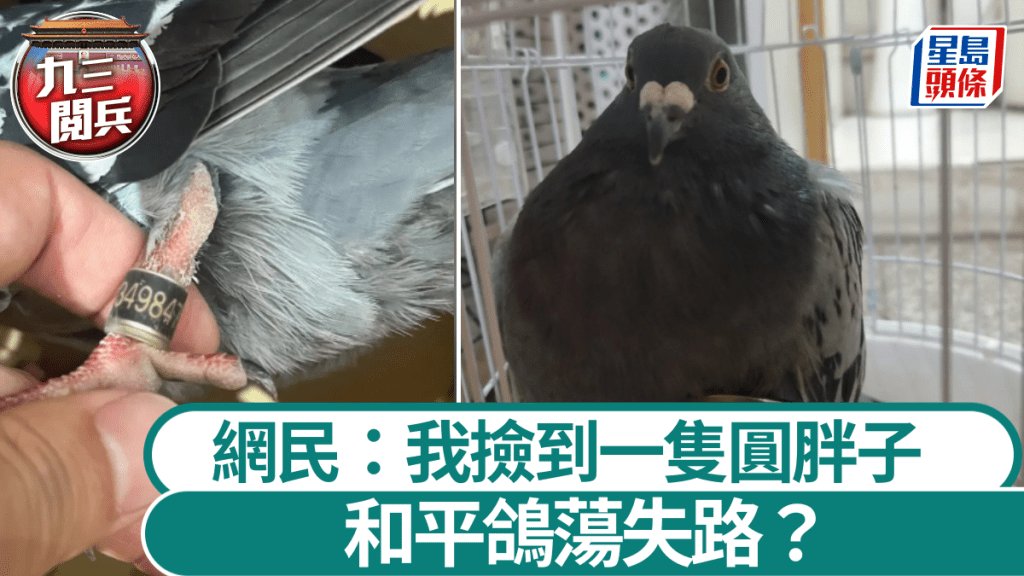 北京大閱兵過後，民眾發現有放飛的和平鴿疑似迷路。