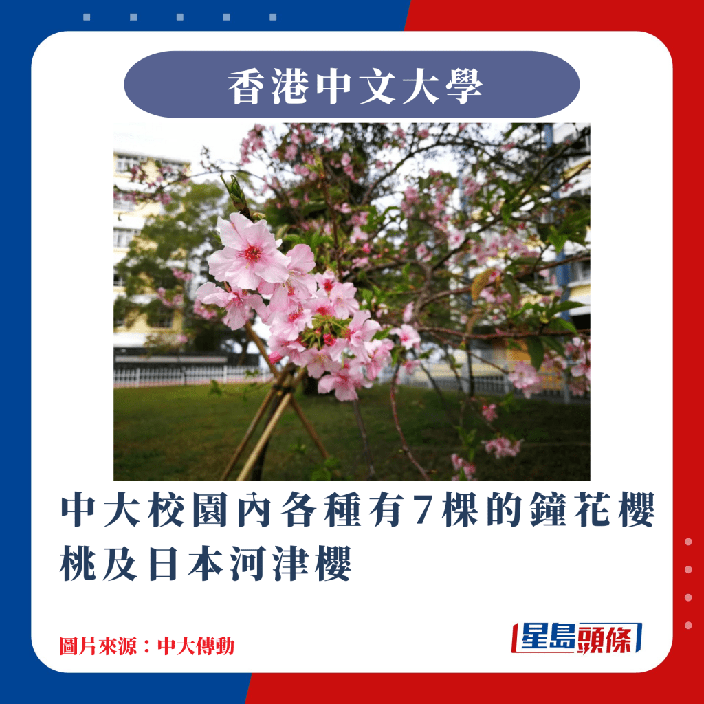 香港10大賞櫻熱點｜中大內各種有7棵的鐘花櫻桃及日本河津櫻
