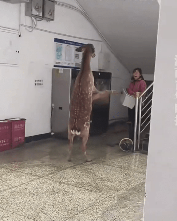 惡鹿與「宿管阿姨」展開「對打」。 惡鹿與「宿管阿姨」展開「對打」。