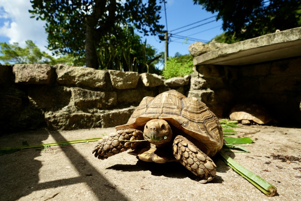 正生書院飼養區的陸龜及水龜偶爾出來曬太陽。劉駿軒攝