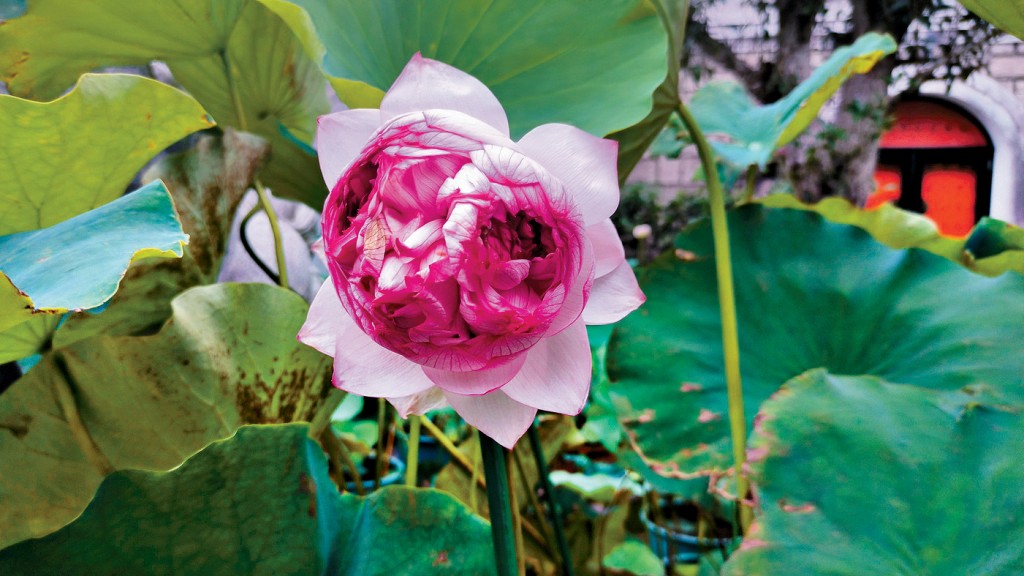 極罕見的荷花展「三花並蒂」。