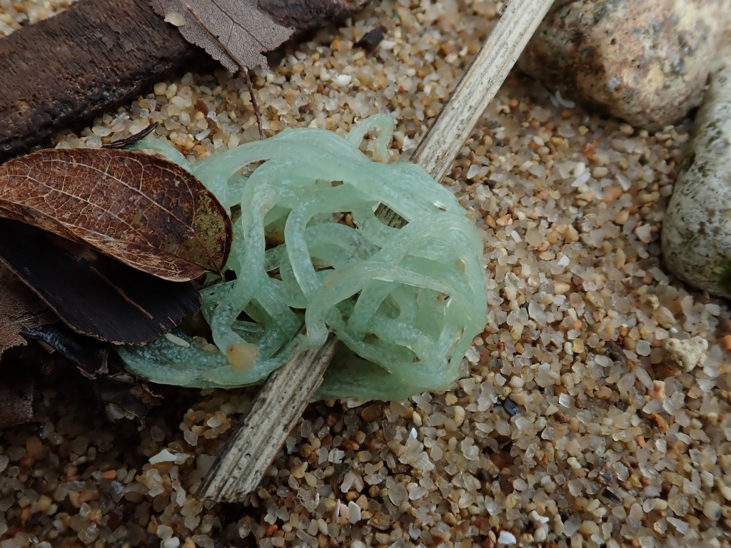 漁護署：海蛞蝓包括裸鰓海蛞蝓、海兔、側鰓海蛞蝓和吸食細胞液海蛞蝓等。圖片授權King Man Chan