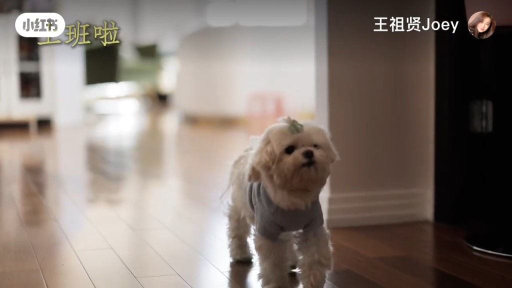 王祖賢的愛犬十分可愛，追上主人撒嬌。