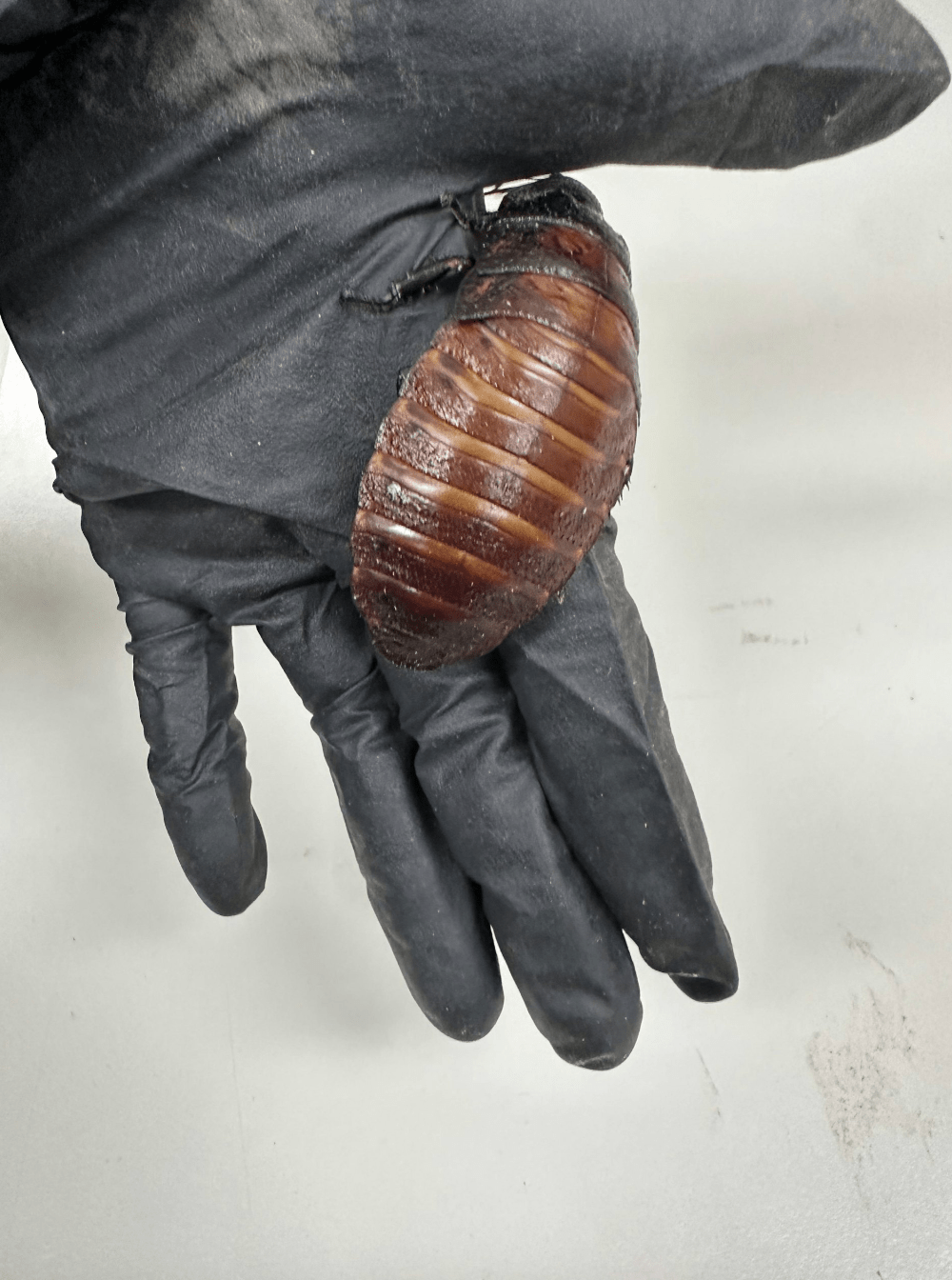 澳洲當局破獲一處商業養殖場，在現場起獲超過10萬隻非法繁殖的外來珍奇蟑螂。澳洲氣候變遷、能源、環境與水資源部 