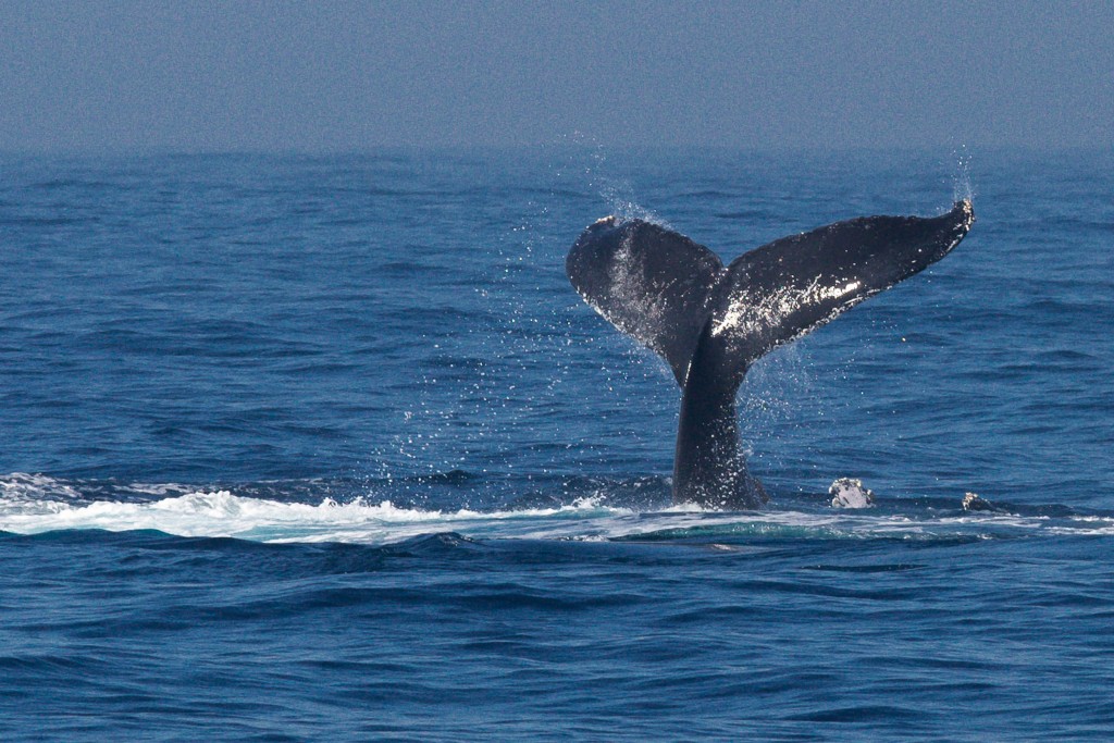 座頭鯨體型龐大，其運動可以對小型船隻產生威脅。（新華社）