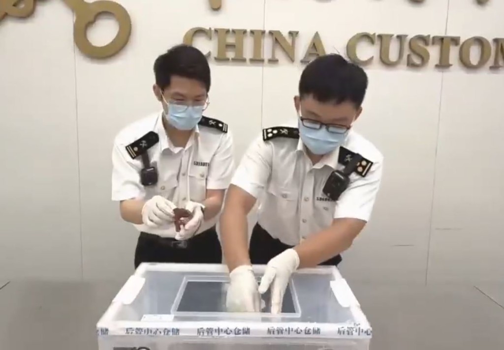 海關在男子褲袋搜出4條瀕危「變色龍」。海關發布