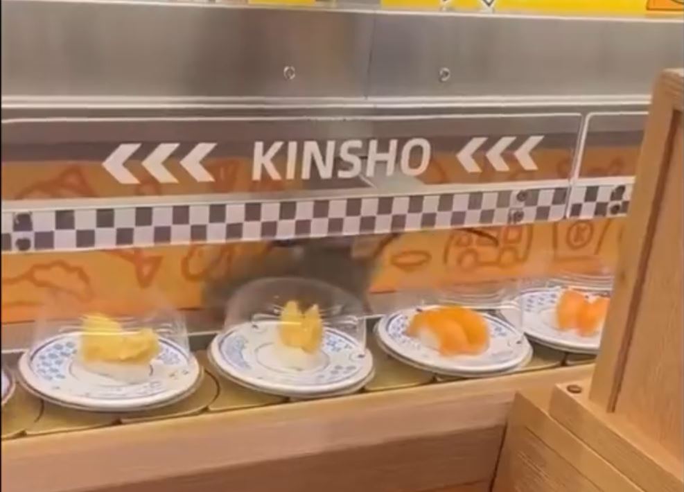 杭州金匠寿司的食物输送带惊现巨型老鼠。