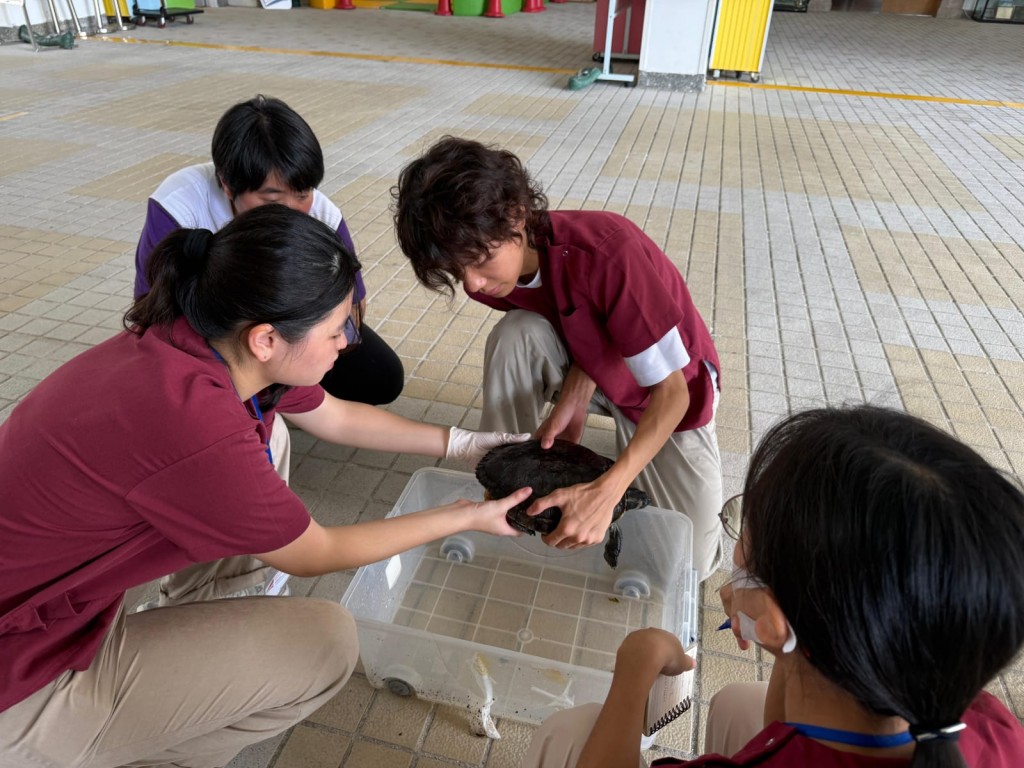 動物守護學長仔細檢查烏龜,並了解牠們新的居住環境和健康狀況。 動物守護學長仔細檢查烏龜,並了解牠們新的居住環境和健康狀況。