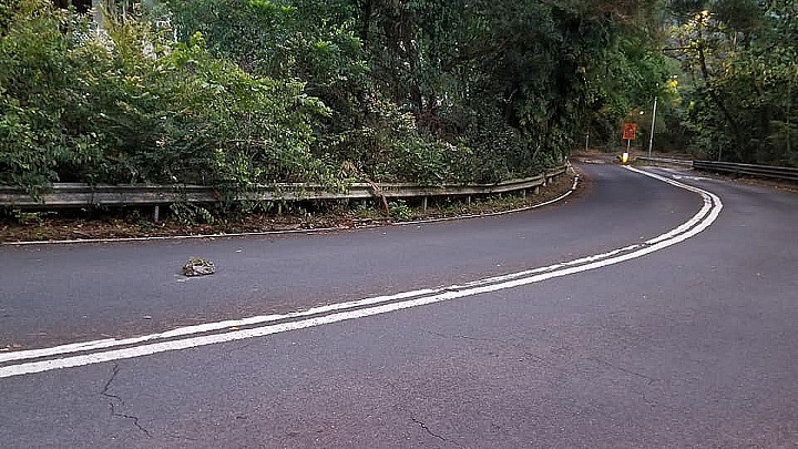 荃錦公路有野豬衝出疑撞及一輛電單車。資料圖片