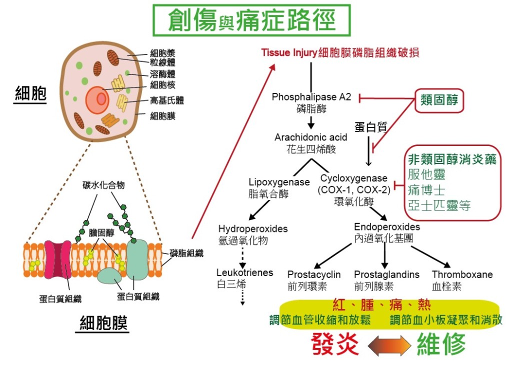 創傷與痛症，發炎與修復的關係 （圖片來源：香港都會大學）