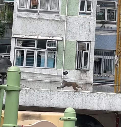 馬騮仔轉身沿路折返,走到簷篷邊緣手腳並用高速放飛。fb「將軍澳主場」截圖 馬騮仔轉身沿路折返,走到簷篷邊緣手腳並用高速放飛。fb「將軍澳主場」截圖