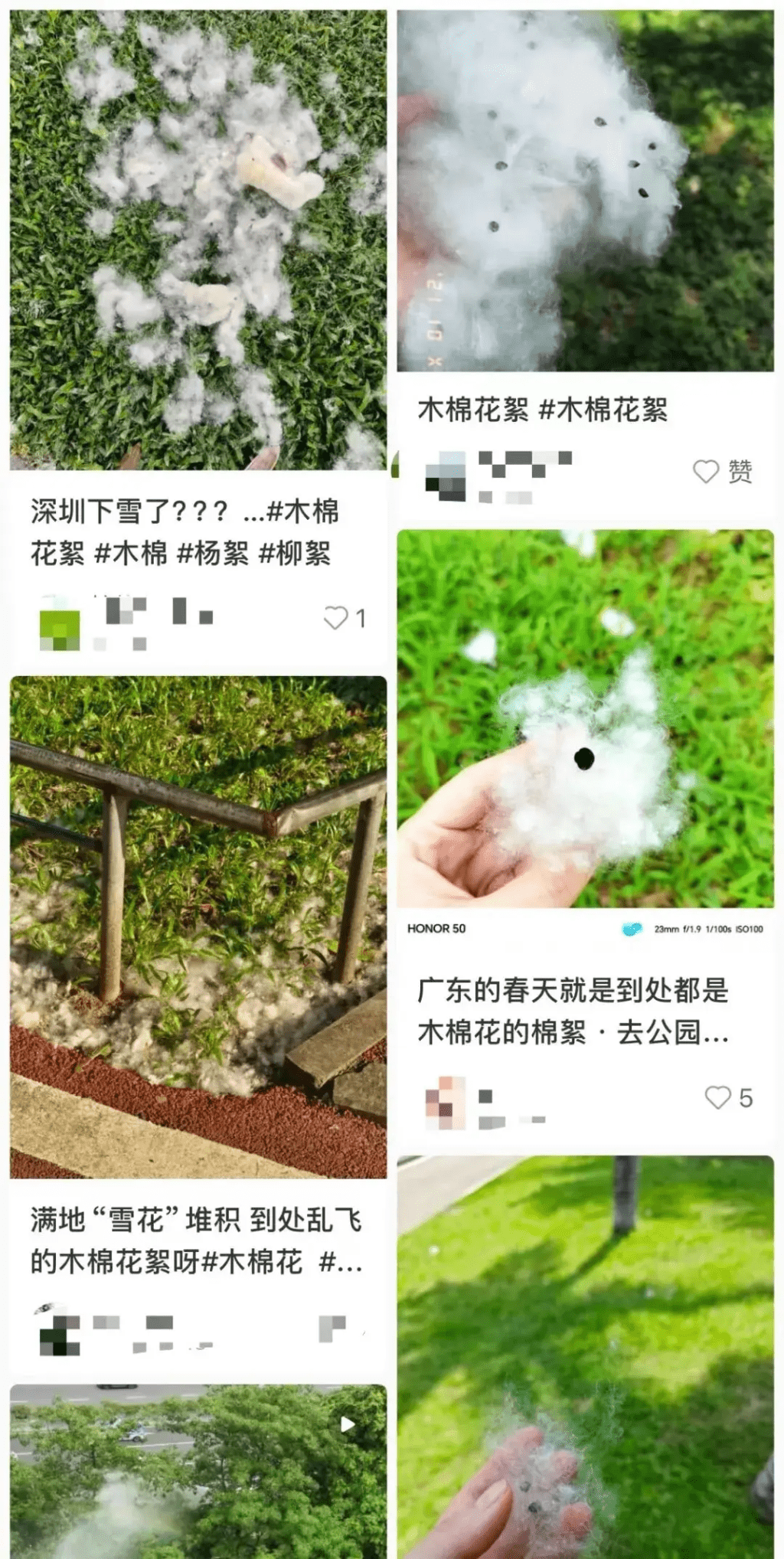 網上湧現大量深圳街頭木棉飛絮的照片。