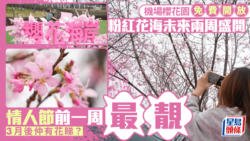 機場櫻花園．多圖︱面積擴至3萬呎 情人節前一周最靚 料3月後仲有花睇（附花期/交通）