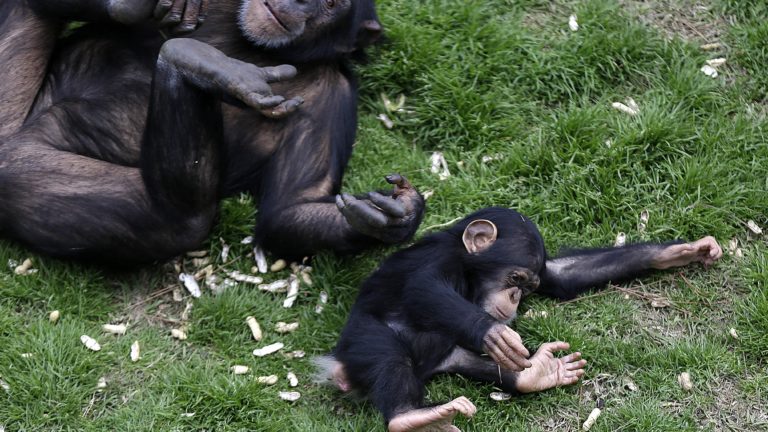 黑猩猩地盘意识极强，其他族群踏入，会爆发激烈冲突。美联社 