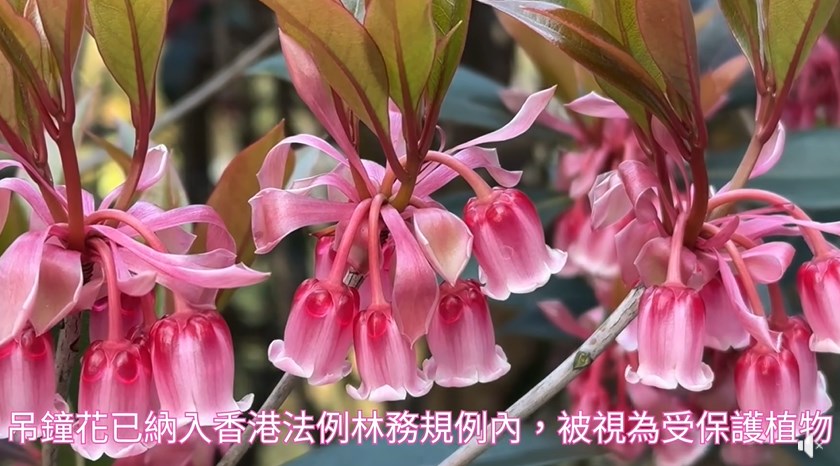 花呈寬鐘形，粉紅色或紅色花朵長有5塊帶光澤嘅花瓣。fb「康文＋＋＋」截圖