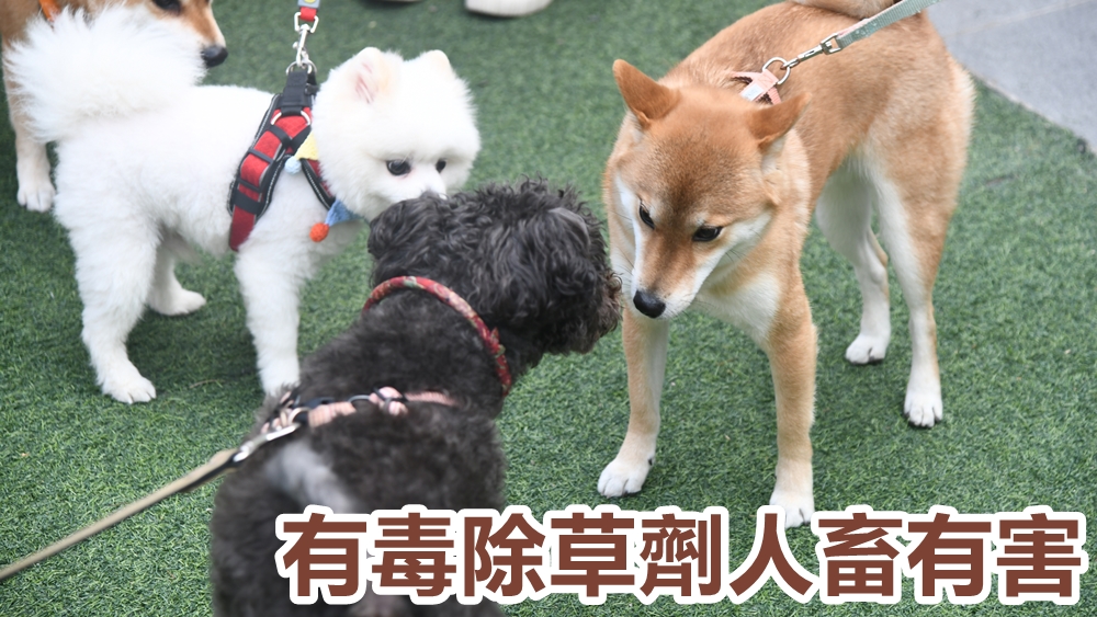 有狗主得知康文署使用除草劑草甘膦,擔心愛犬中毒,要求署方公布施藥地點。