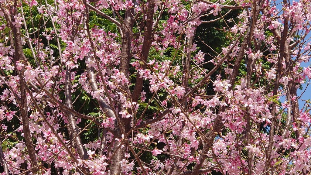 不过樱花花期短暂，开花后可维持约一至两星期（图片来源：康文署）