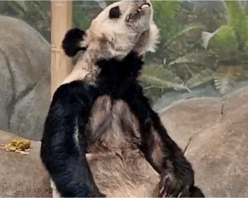 借給美國動物園的2隻熊貓疑受虐待。網圖