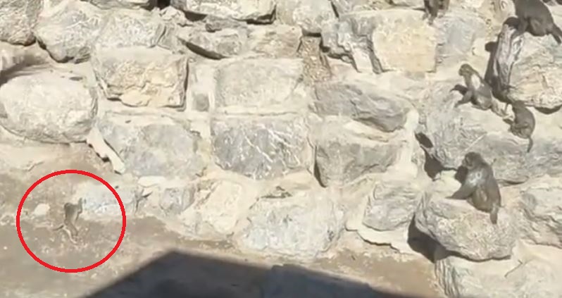 小猴失足由石山跌落地面，头部重创死亡。微博