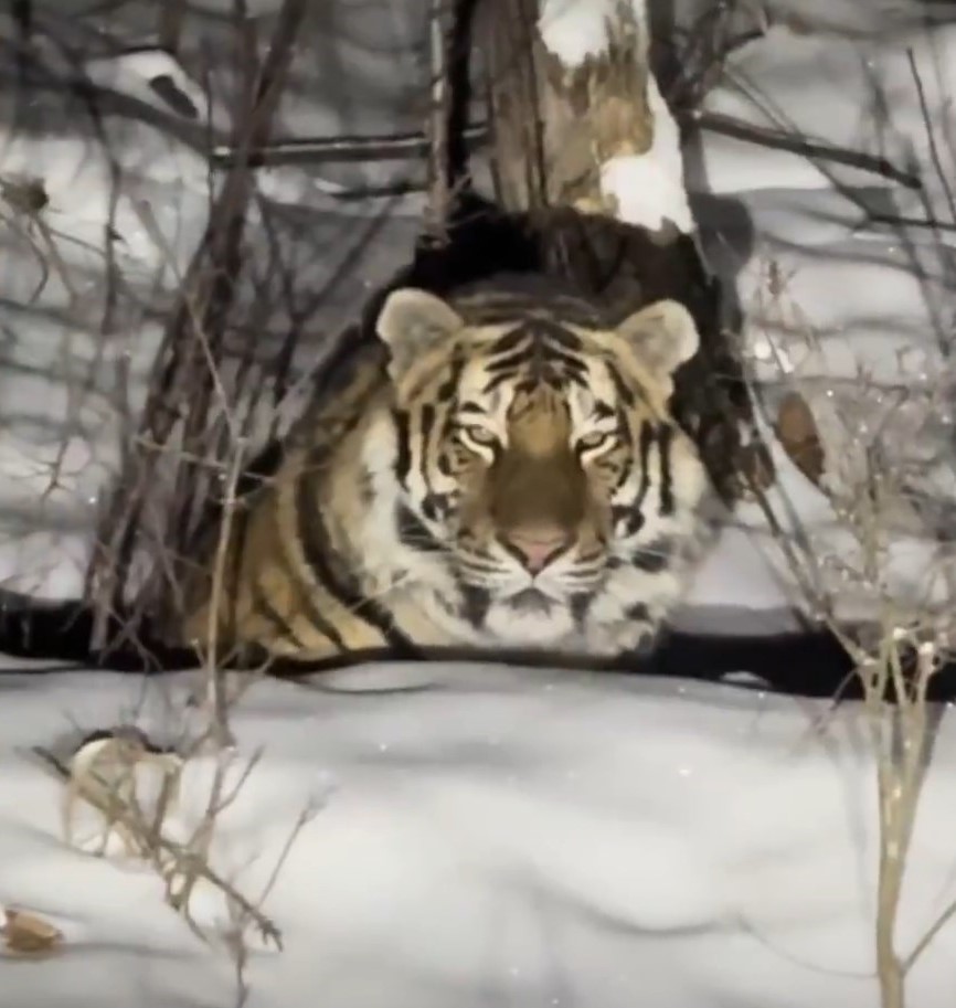 有民众在吉林雪山上发现东北虎。《新京报》