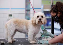 寵物犬若患腹瀉，須進一步檢測。路透社 