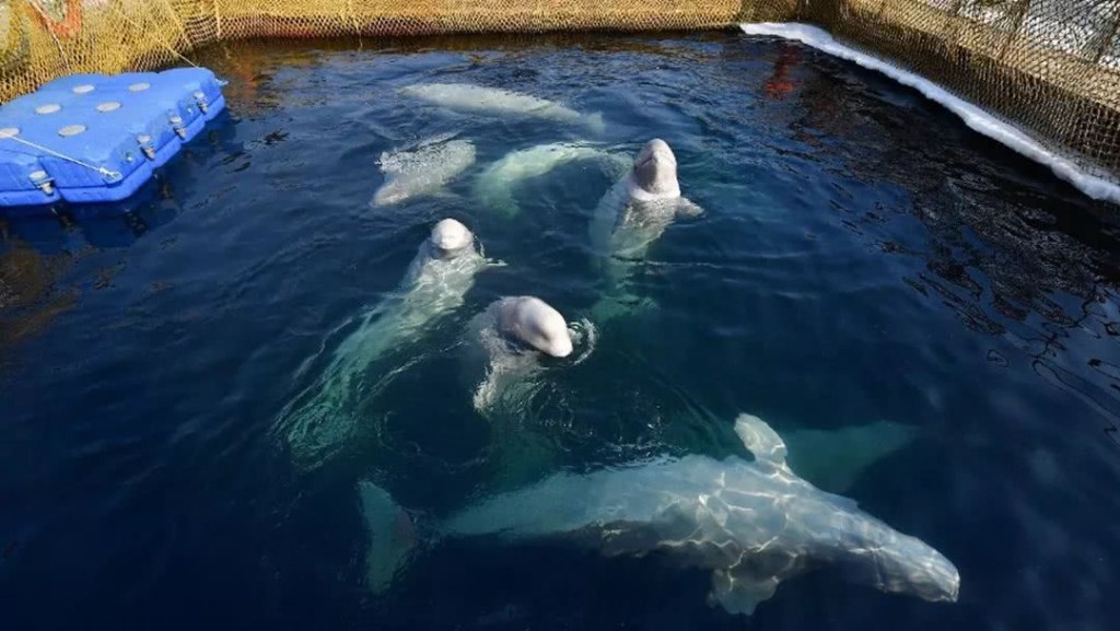 俄羅斯百頭鯨魚被困「監獄」等待出口中國。網上圖片
