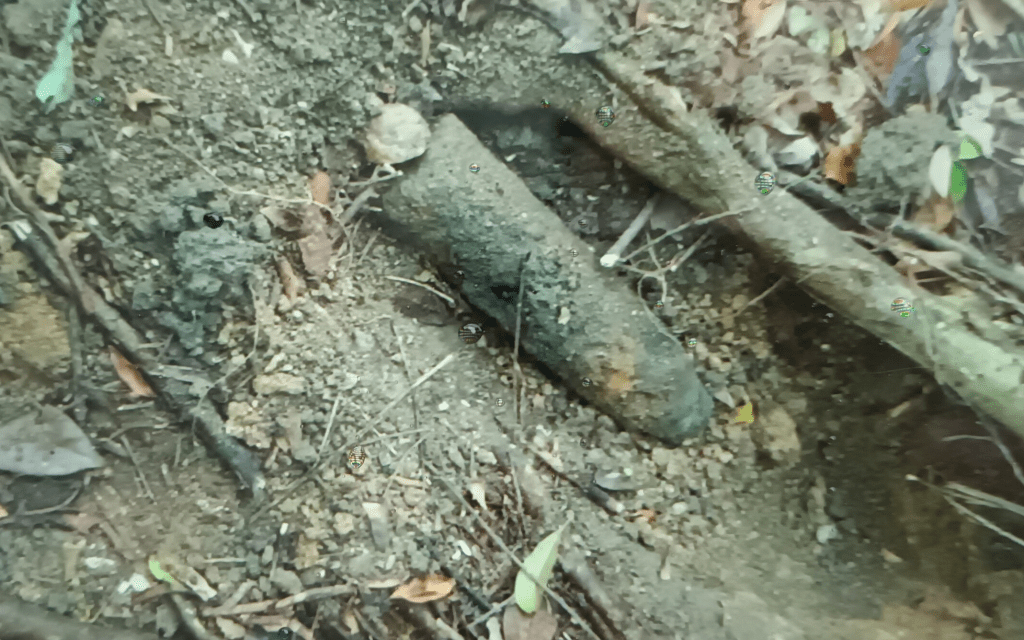 炸弹长约30厘米、直径约10厘米，埋于泥土下。
